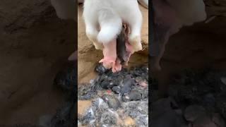 Rabbit Growth - Baby BUNNY 1 to 20 Days #animals