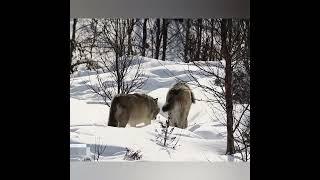 ДИКИЕ  серые ХИЩНИКИ - ВОЛКИ.