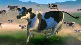 FUNNY COW DANCE 5 │ Cow Song & Cow Videos 2021