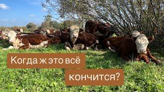 А когда это всё кончится? #герефорд #корова #ферма #заготовки#сено #сенаж #фермерство #хранение #кфх