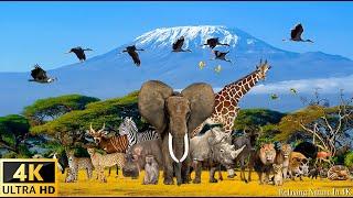 4K Wildlife: Удивительная коллекция африканской дикой природы — Relaxing Music With Wildlife Videos