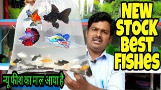 Today Beautiful Aquarium fish Stock update - New MILAN Aquarium | indain Aquarium fish market