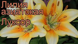 Лилия азиатская Луксор (lilium luxor)  лилия Луксор обзор: как сажать луковицы лилии Луксор