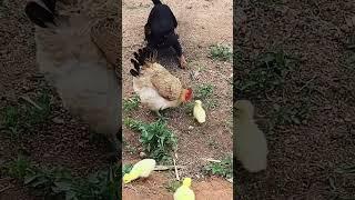 Dog likes to destroy chicken flock #cutepets #shorts