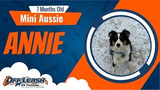 Annie the Mini Aussie's Incredible Transformation: Off Leash K9 Training Oklahoma with Trainer Mark