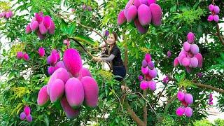 Harvesting Purple Mango - Make Sweet and Sour Mango Salad Goes to the market sell - Lý Thị Hoa