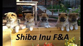 Einen Shiba Inu Welpen kaufen? + mehr Fragen und Antworten rund um den Shiba Inu | Info Hund deutsch