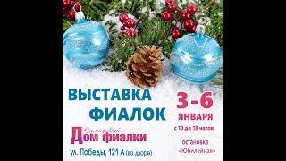 ВЫСТАВКА ФИАЛОК 3-6 января,Самарский Дом фиалки.