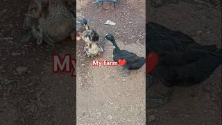 Indian Runner duck  muscovy duck love#shorts