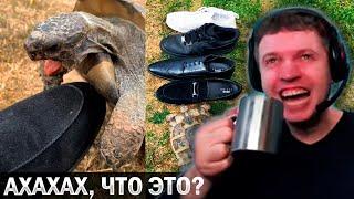 ПАПИЧ  ОРЁТ С ЧЕРЕПАХИ!  «Я ТАКОГО ЕЩЁ НЕ ВИДЕЛ!» / Папич Смотрит Видосики