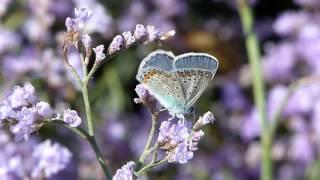 Copper-butterfly (Lycaenidae)