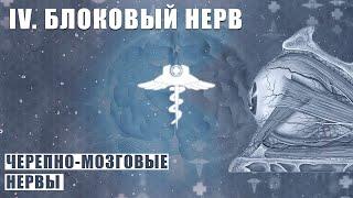 БЛОКОВЫЙ НЕРВ (N. TROCHLEARIS) │ Черепно-мозговые нервы │ IV пара