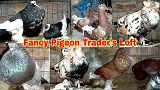 Fancy Pigeon Trader's Loft visit of Dipankar Vai In India, West Bengal