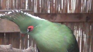 Schalow's Turaco