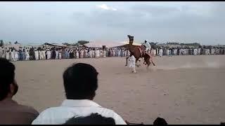 Camel Dancing in festival