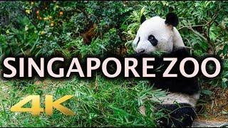 Singapore Zoo Animals Tour 4K