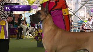 Great Danes | Breed Judging 2023