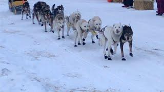 SLED DOG RACING | COPPER BASIN 300 | IWEMAS TAKE ON ALASKA