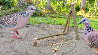 Easy Way to Bird trap from natural garden