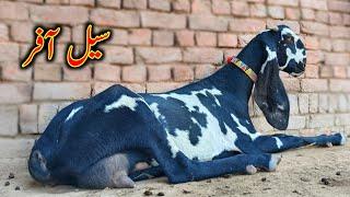 Nagra Beetal Goats Looking For New Home - Ashraf Gujjar Goat Farm