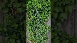 English Ivy Growing on a Neighbour's Fence and Slowly Destroying it