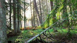 Dalguise Mountain Forest Walk, Scottish Countryside 4K