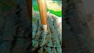 Method of lighting a fire with wood #camping #bushcraft #survival #outdoors #survival_bogura