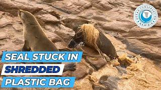 Seal Stuck in Shredded Plastic Bag