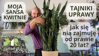 Moja sansevieria kwitnie! Jak się nią zajmuję od prawie 20 lat? Tajniki uprawy sansevierii.