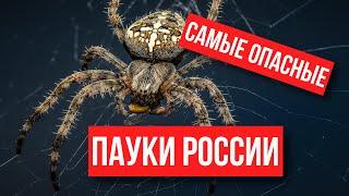 ! САМЫЕ ОПАСНЫЕ ПАУКИ РОССИИ ! СРОЧНО СМОТРИ ЧТОБЫ НЕ БЫТЬ УКУШЕННЫМ!