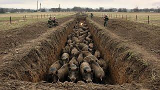 Hunters and Farmers: An Alliance Against the Wild Boar Invasion