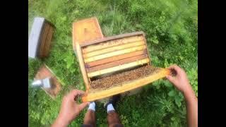 Raw Laid-back POV Hive Inspection video | Releasing Queens and adding a Honey Super