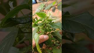 flor de pimenta #plantas#pimenta#horta#chacara#vidanaroça#flores#sítio#rafaela Costa