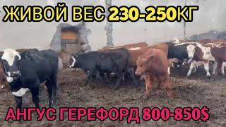 ANGUS,GEREFORD BUQALAR 230-270KG DAXSHAT NARXLARDA UZBEKISTANDA BUNAQASI YUQ️