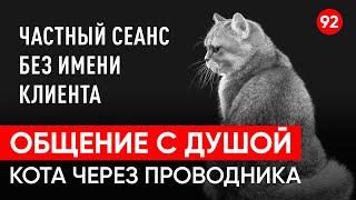 Общение с душой кота по имени Томас после его ухода, через регрессивный гипноз. Ченнелинг.