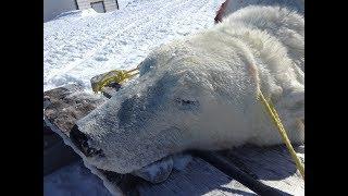 Polar Bear Hunt 2019 (East Turnavick Island)