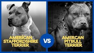 American Staffordshire Terrier vs. American Pitbull Terrier: What’s The Difference?