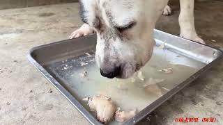 加纳利犬铁蛋跟福宝生一窝奶牛，狗妈这母性太棒了，不愧是主人带大的！