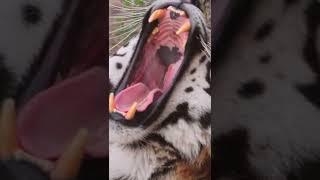 Amur Tiger Yawning. Video link is in comments. #redrabbit