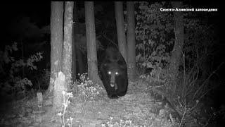 Huge Ussuri brown bear, face to face with danger