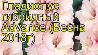 Гладиолус гибридный Эдванс (Advance). Краткий обзор, описание характеристик, где купить луковицы