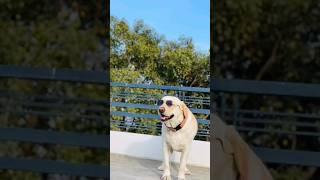 My Dog v/s Other Dog ...#yuvimicky #youtubeshorts #funnyvideo #ytshorts