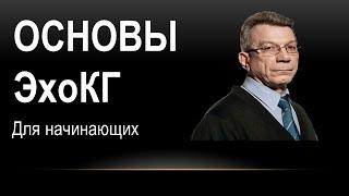 ОСНОВЫ ЭХОКАРДИОГРАФИИ. Развитие перегородок сердца в эмбриогенезе