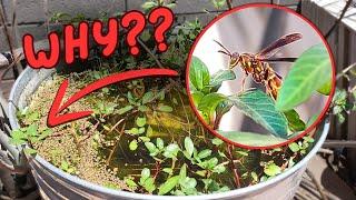 I Turned my Backyard into an Oasis for Wasps
