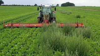 Beifuß mähen - mechanische Unkrautbekämpfung in Zuckerrüben - Spezialtechnik in der Landwirtschaft