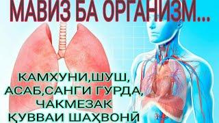 МАВИЗ БАРОИ КАМХУНИ ДИЛЗАНАК. ФОИДАИ МАВИЗ. БА ДАРДАТ ДАВО БИҶУЙ. КАНЗИ ШИФО