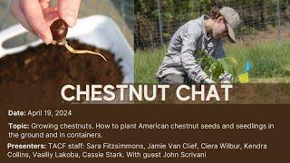 Chestnut Chat: How to Grow American Chestnuts