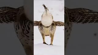 bird dance |  new bird video