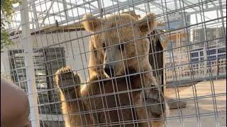 Bear eats carrot!! #Bear #kodiak #Brownbear