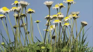 Daisies growing in lawn. 3 week time lapse